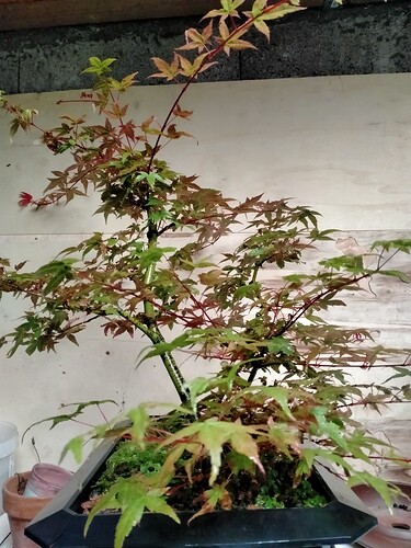 IMG20240908123012