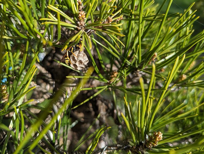 PXL_20240416_083518605