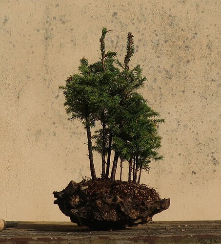 picea glehnii 2024 08 27 (7)