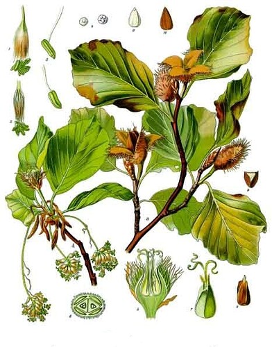 Fagus_sylvatica_-_Köhler–s_Medizinal-Pflanzen-060