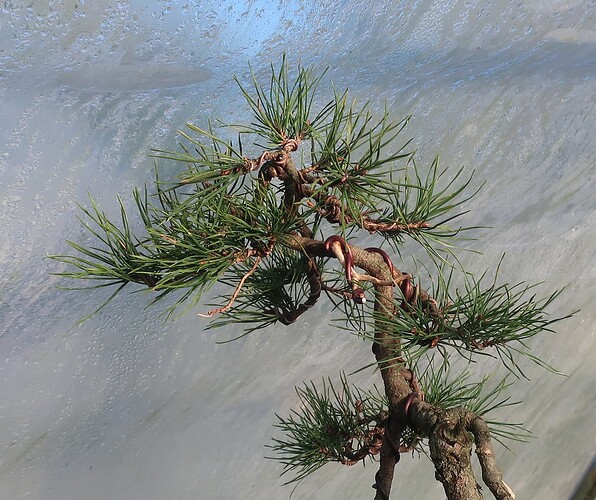 pin sylvestre lettré 2024 10 24 (1)