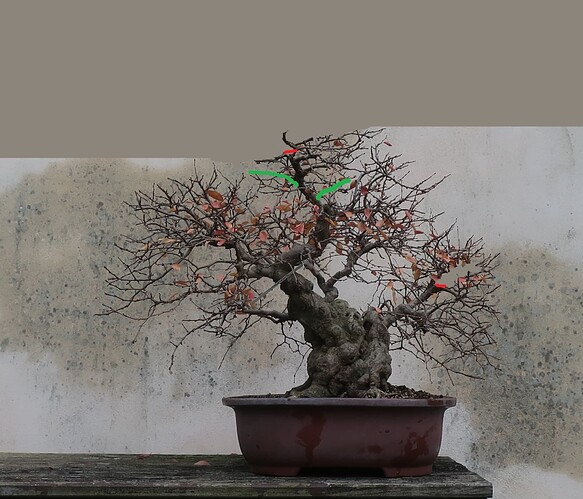 carpinus coreana 2024 12 09 (5virt2)