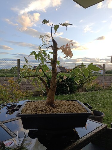 IMG_20240521_204651_881