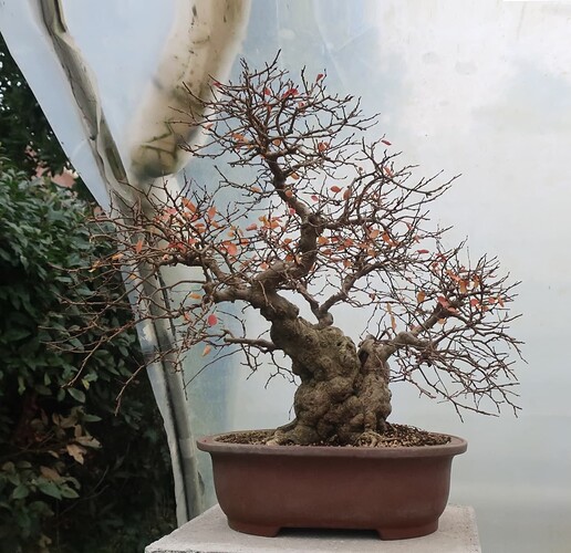 carpinus coreana 2024 12 11 (6face)