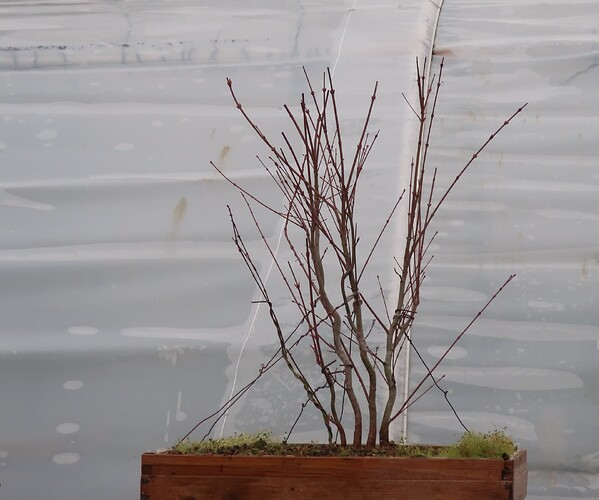 acer palmatum katsura 2021 02 22 005