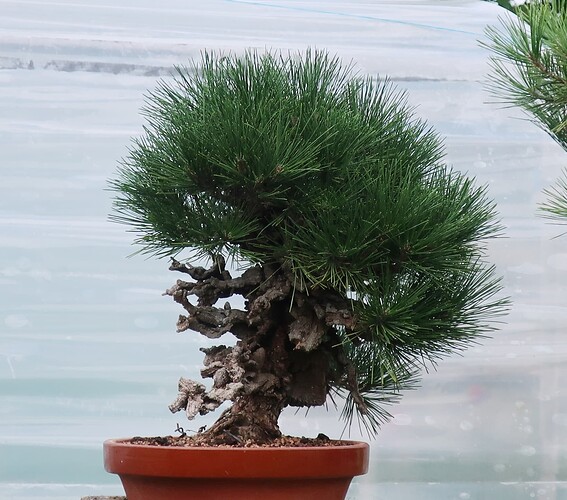 pin thunberg corticosa 2024 08 26 (1)