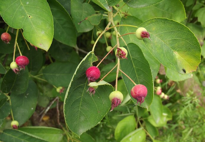 fruits3