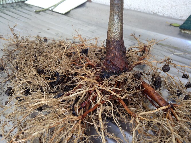 A Burger 1 nebari fin fev 2020