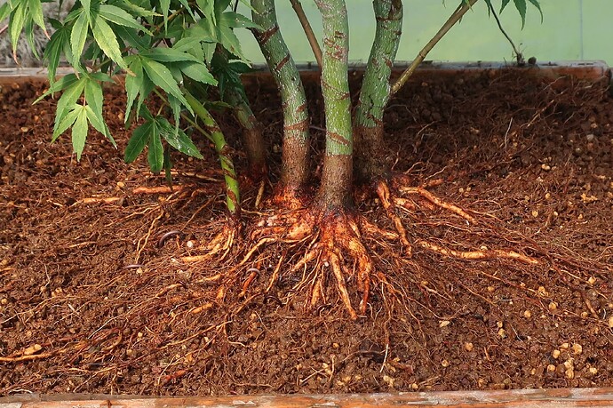 acer palmatum katsura 2021 08 25 005après