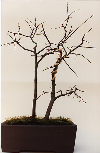 2celtis91b