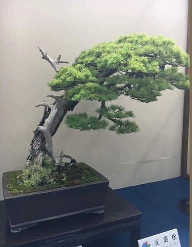 pinus pentaphylla WBC Saitama 2017 (2)