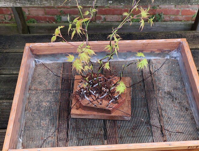 acer palmatum katsura 2020 03 06 (5)