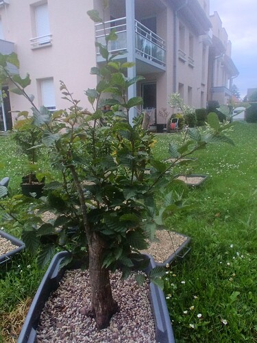 IMG_20240714_205132_525