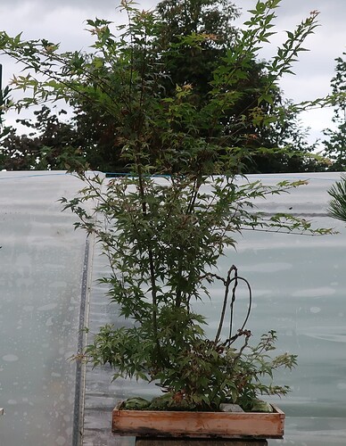acer palmatum beni chidori 2024 08 20 (1)