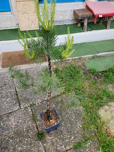 Pin sylvestre 2