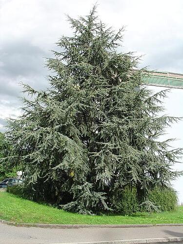 Cedrus_atlantica_glauca_port_