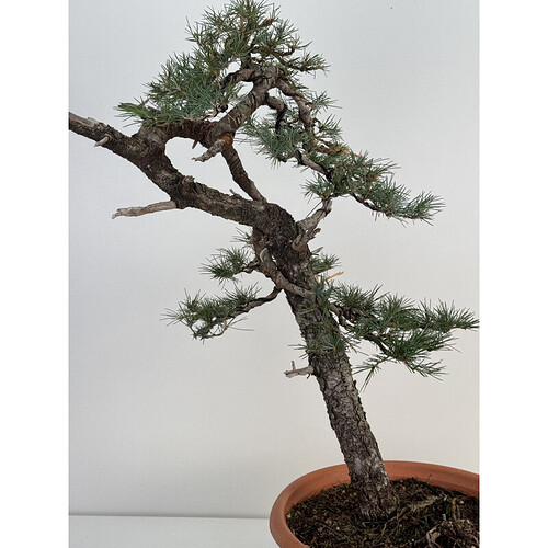 cedrus-i-74785