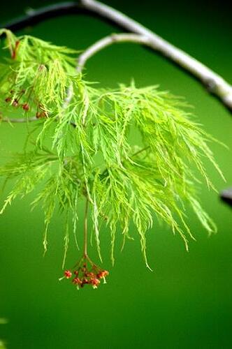 fleurs_palmatum2