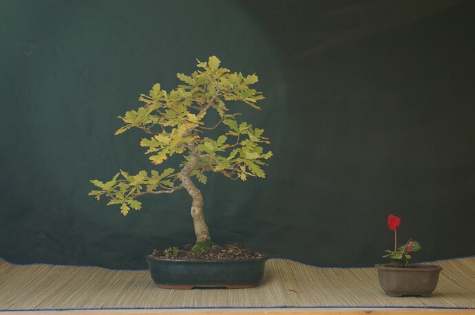 IMGP0922