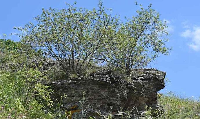 amelanchier_mature1