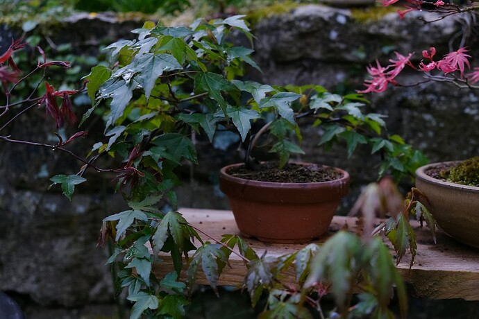 DSCF1551_resized_20231108_105309898