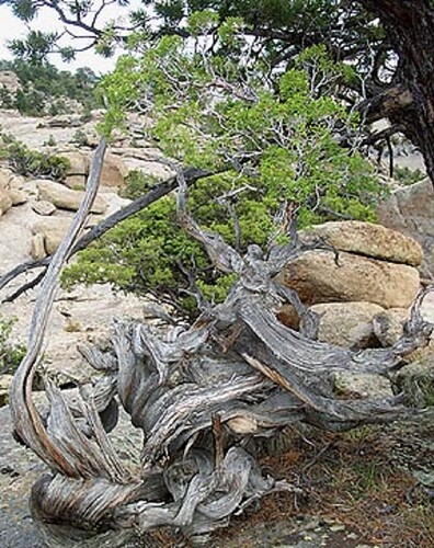 juniperus américain incroyable