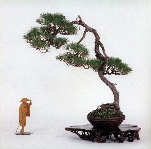 pinus pentaphylla lettré