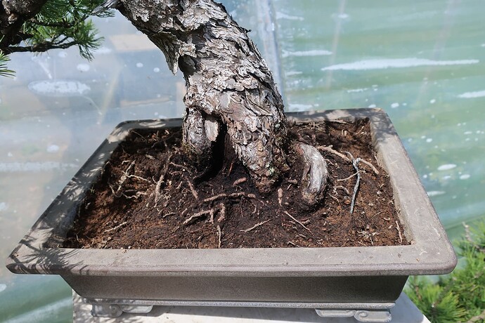 pinus pentaphylla shari 2024 05 16 (19)