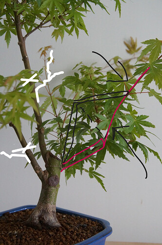 AcerPalmaAra