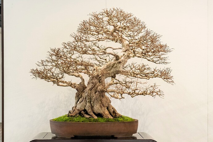 carpinus turczaninowii kokufu2024