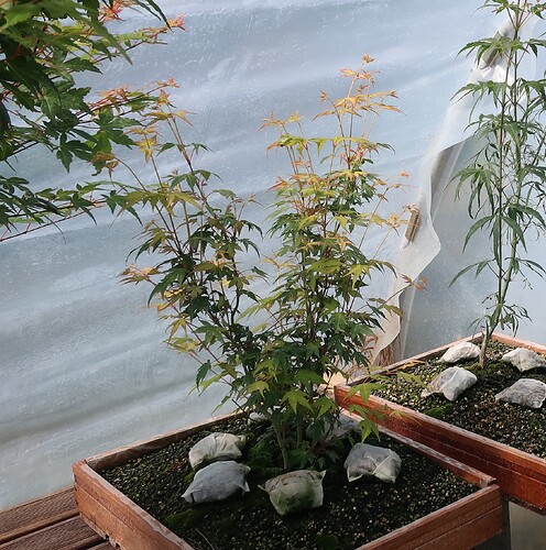 acer palmatum katsura 2020 07 21 001