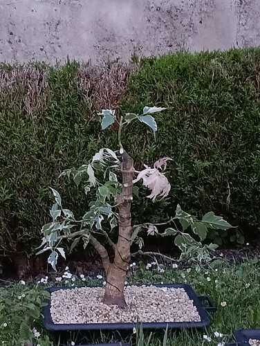 IMG_20240521_212005_358