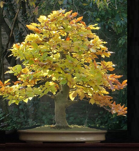 ___________DSCN02virt1