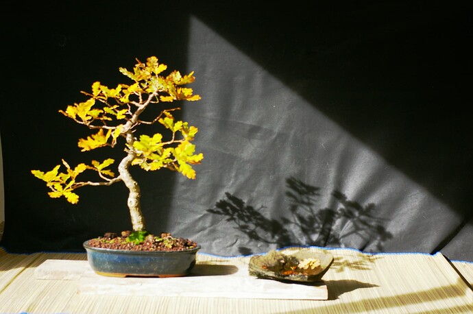 IMGP0937
