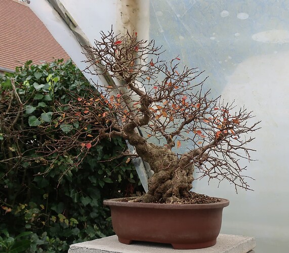 carpinus coreana 2024 12 11 (8)