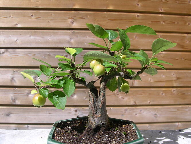 pommier2