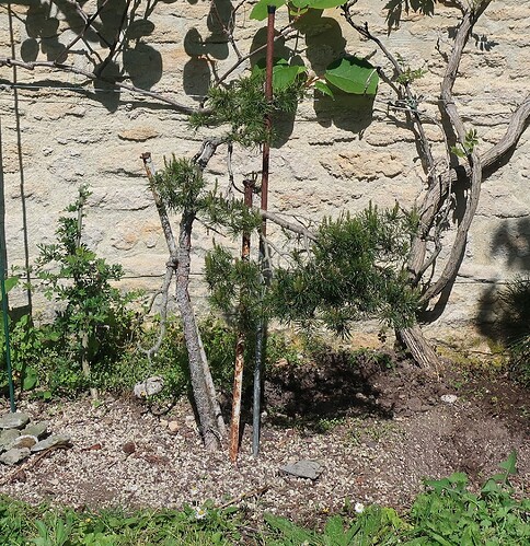 pin sylvestre lettré 2023 05 03 (1)