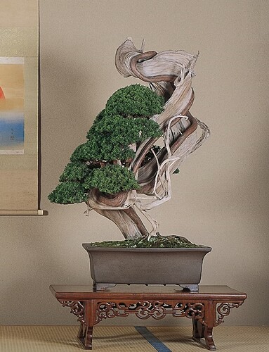juniperus sargentii Tancho-no-Mai (top20 Wabi Channel)