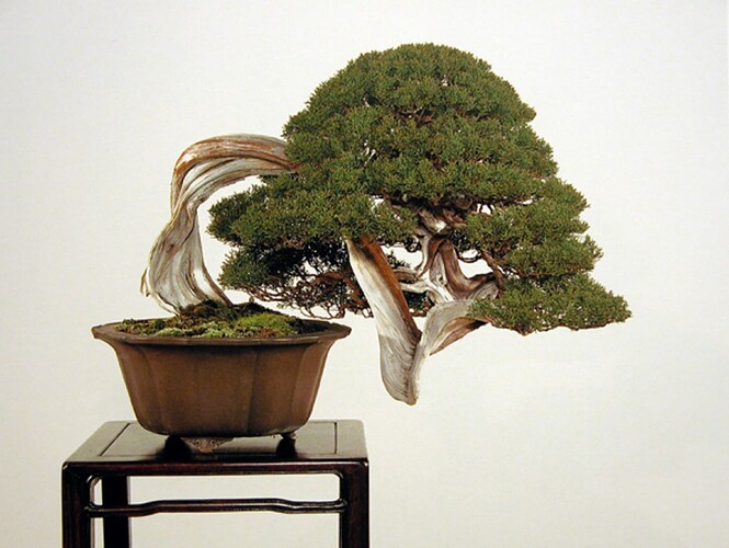 juniperus kengai-2 kokufu 76 2002