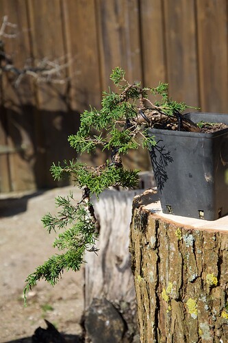 Juniperus itoigawa cascade2