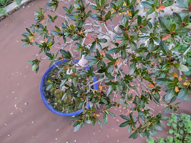 PXL_20241219_133310375