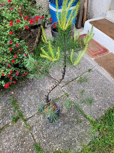 Pin Sylvestre 3