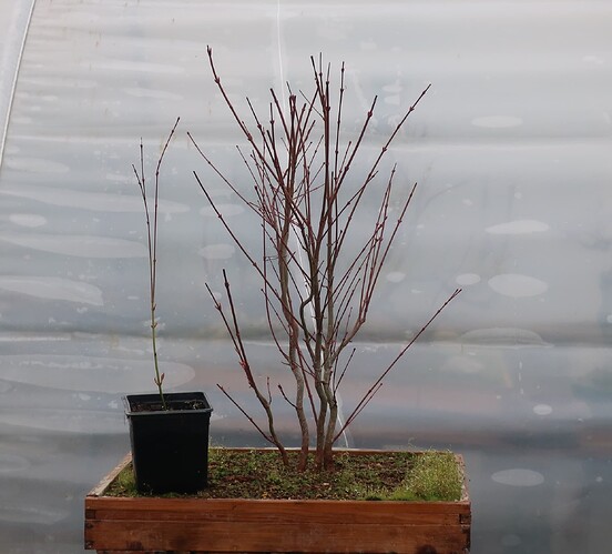 acer palmatum katsura 2021 02 22 001
