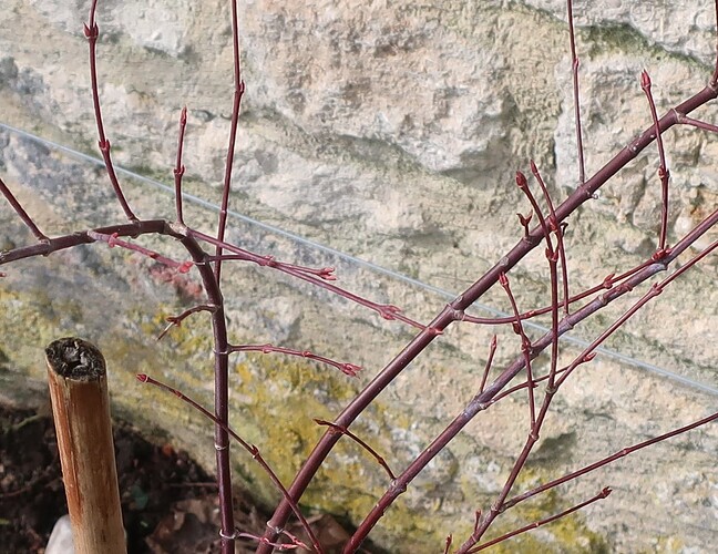 acer palmatum arakawa 2024 02 27 (1)