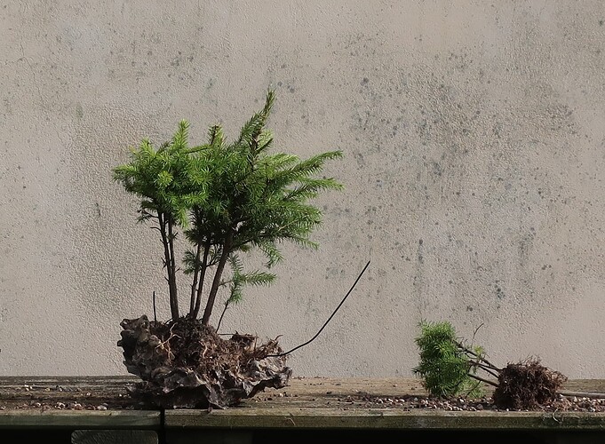 picea glehnii 2024 03 19 (8)