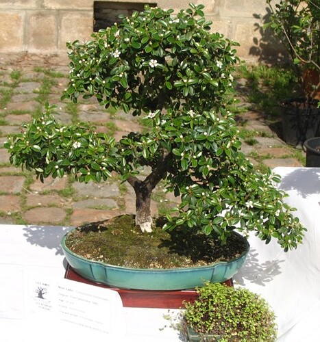 expocoto