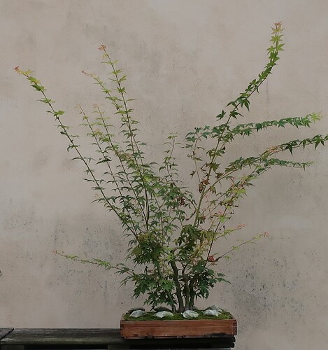 acer palmatum katsura 2023 08 22 (1)