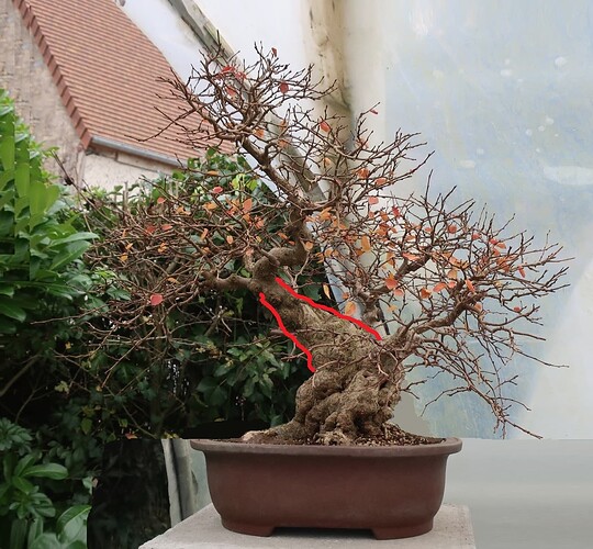 carpinus coreana 2024 12 11 (10virt1)