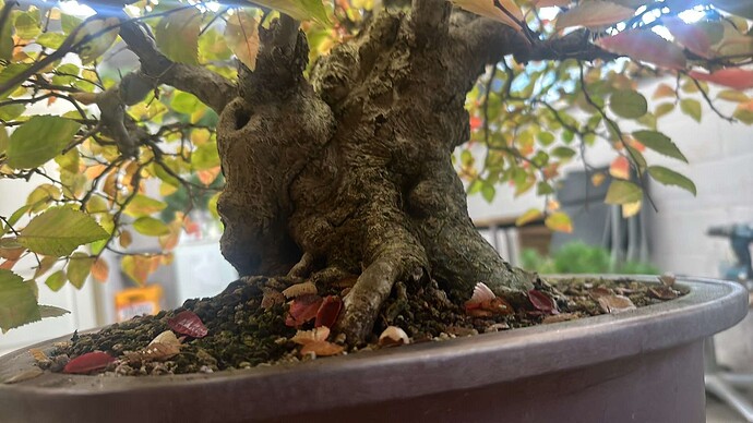 carpinus coreana 2024 11 05 (3)