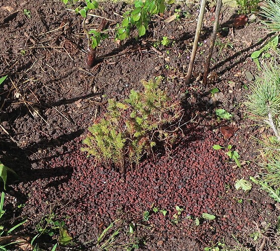 picea glehnii 2020 03 17 008